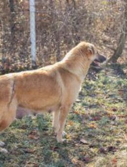 KOJA - fröhlich und freundlich - Overath