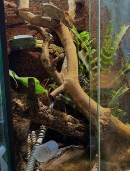 Terrarium mit falschem Chamäleon & Fröschen - Löhne