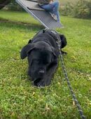 Carne Korso in 71732