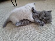 BKH Kitten - Weilheim (Oberbayern)