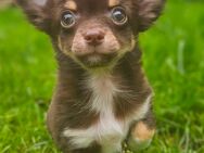Chihuahua Rüden abgabebereit - Herford (Hansestadt)