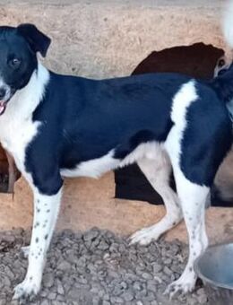 ANIAN möchte Tricks lernen - Weilheim (Oberbayern)