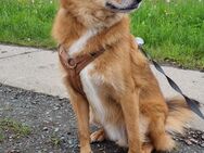 Rocky sucht ein liebevolles Zuhause – Lebhafter und lernfreudiger Retriever Mischling - Steinwiesen