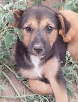 Süßes Hundebaby Stormy! - Althütte