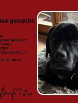 Zuma sucht sein endgültiges Zuhause - Lippetal
