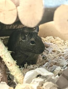 2 Degu männchen, ca. 1 Jahr alt suchen neues, liebevolles Zuhause - Ulm