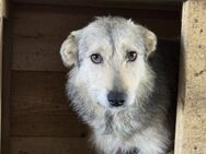 Senna - super süße Hündin sucht Zuhause - München