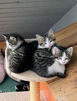 Katze Katzen Katzenbabys - Grabfeld