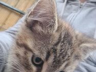 Kätzchen kitten - Löbnitz (Sachsen)