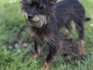 Sir Didymus - kleiner süßer Yorkshire - Willich