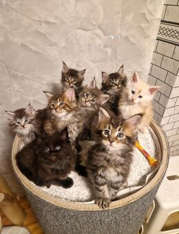 Maine Coon Kitten - Nienburg (Weser)