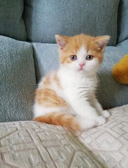 Abgabebereit BKH Kitten Rot Weiss Britisch Kurzhaar Babys Mädchen Jungen - Goslar