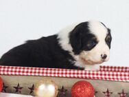 Australian Shepherd Welpen ASCA - Bielefeld