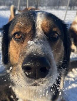 Theo sucht sein zu Hause - Süderdorf