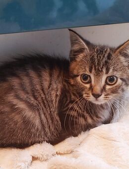 BKH Mix kitten - Gingen (Fils)