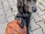 Labrador Retriever Deckrüde (kein Verkauf) - Ludwigsburg