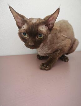 Kleiner Kater - Niederbachheim