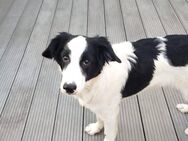 Verschmuster Max♥️ sucht liebes Heim - Seggebruch
