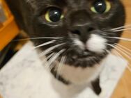 Kater/Katzen in liebevolle Hände abzugeben - Lübeck Mitte