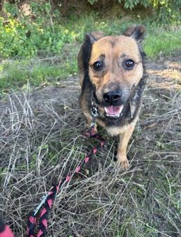 💖 Glória tapfere kleine Hündin sucht - Kassel