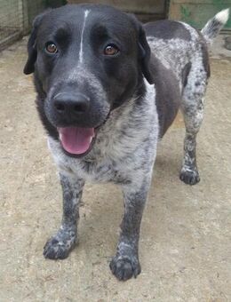 Orion möchte endlich frei sein - Obertshausen