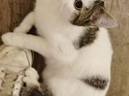 2 Jung Tier Katzen (Weibchen) 1 Jahr alt - Düren