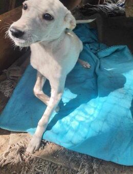 Rudolph❤️ - Rambin