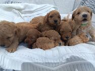 Cockapoo F1b-Welpen suchen ein neues Zuhause - Hamburg Wandsbek