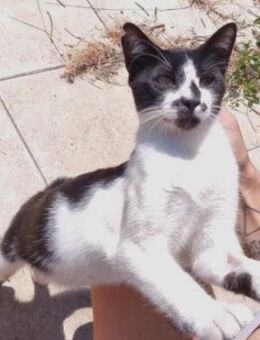 Junger, zutraulicher Kater Kolumbus - Karlsruhe