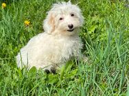 Süße r Chinese Crested Welpen suchen ihr Traum Zuhause - Seßlach