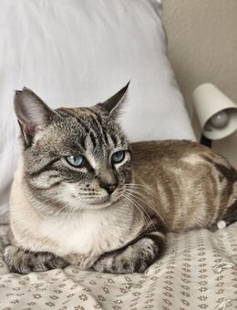 Wunderschöner Schmusekater Khalan - Bad Camberg