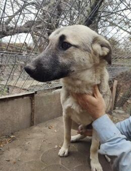 Freddy 60 cm - Alpenrod