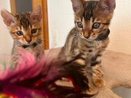 Bengal Kitten Reinrassig - Reinach AG