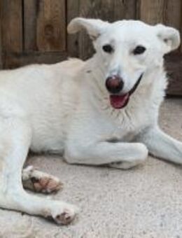 Hübsche Pepper ist bald in Möttingen - Bedburg