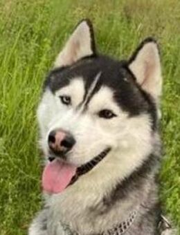 BADY, freundlich und verträglich - Gefrees