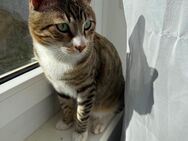 Verschmuster Kater wegen Allergie abzugeben – 2 Jahre alt - Fürth