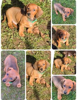 Dackelwelpen - Römhild