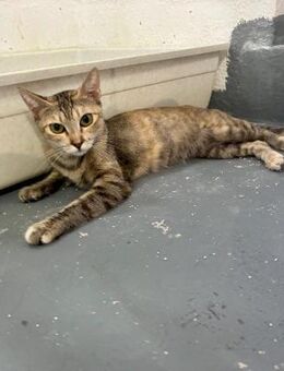 Neue Zukunft für Pernilla gesucht - Bad Camberg