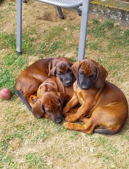 Bayrische Gebirgsschweißhunde - reinrassig - - Helferskirchen