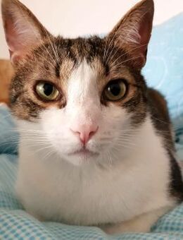 ❣️💤 Süßer, sensibler Sultan 💤❣️NOTFALL - Eislingen (Fils)