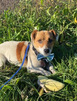 Der kleine Felix 6,5 Jalt kastriert , ca 25 cm groß,kastriert , sehr lieb und verschmust - Angern