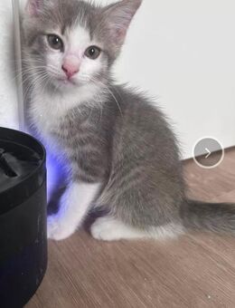 Baby Katzen EKH und Heilige Birma Mix - Straßberg