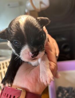 Wunderschöne Chihuahua Welpen zu vergeben - Külsheim