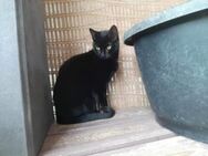 Little Blacky, verkuschelte Katze, 7 Mon - Vaterstetten