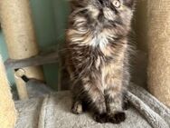 Katzenbabys Persermix - Geisenfeld