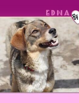 🧡 EDNA 🧡 - HOFFT AUF EINE ZUKUNFT! - Alfeld (Leine)
