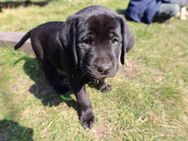 Labradorwelpen: 1 schwarzer Rüde sucht noch ein liebevolles Heim - Eisenberg (Thüringen)