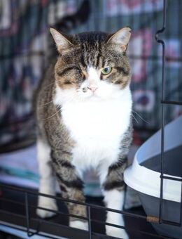 FeLV+ Kater Markisios - Grevenbroich