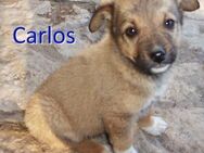 CARLOS ❤ sucht Zuhause oder Pflegestelle - Langenhagen