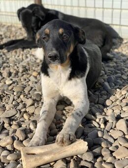 Pflegestelle für Gizmo gesucht - Celle